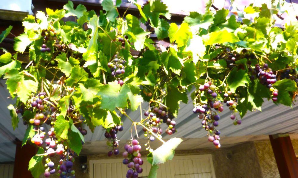 Raisins muscat st pancrasse